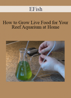 EFish - How to Grow Live Food for Your Reef Aquarium at Home